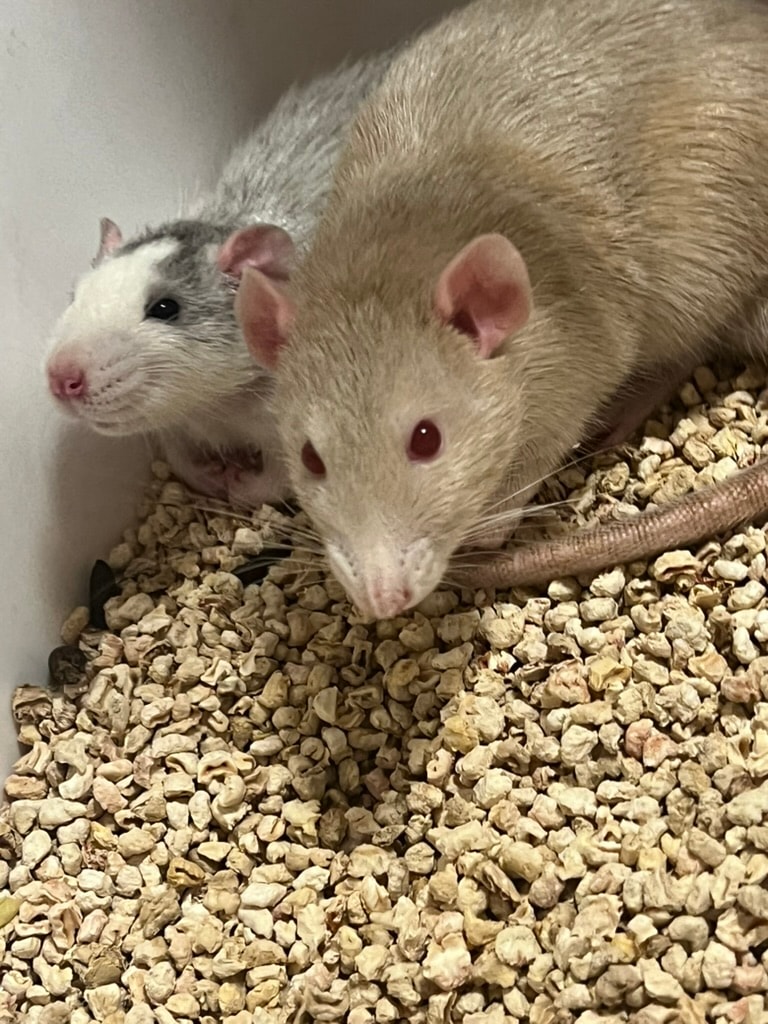 Gerald and Mr. Pebbles together.